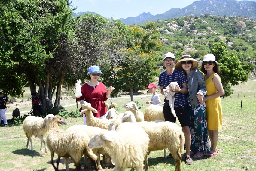 Cánh đồng cừu An Hòa Ninh Thuận