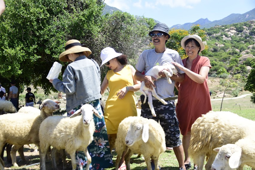 Cánh đồng cừu An Hòa Ninh Thuận