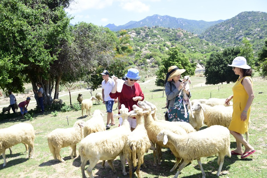 An Hoa Sheep fiel - Phan Rang City Tour