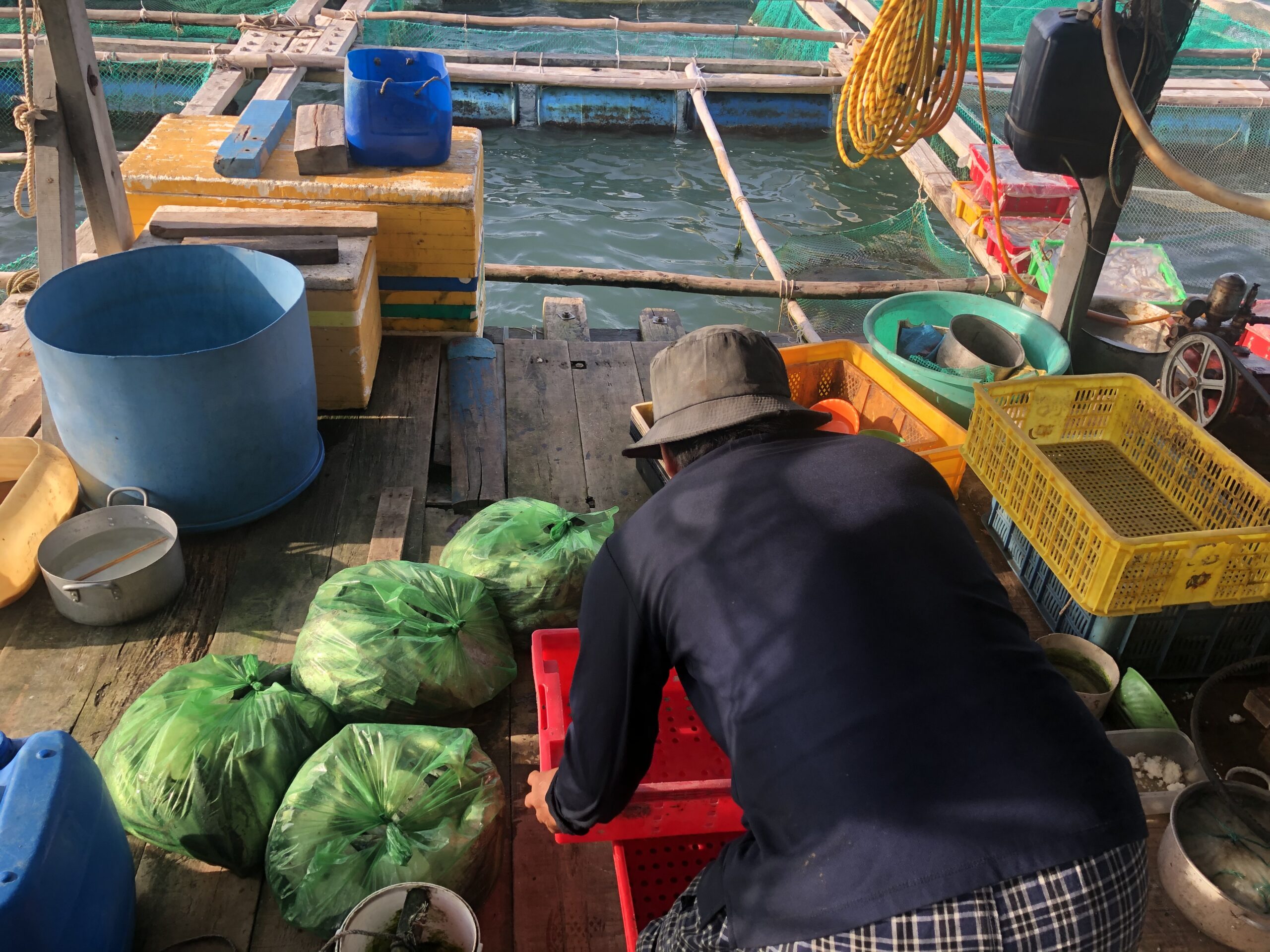 Nghề biển Ninh Thuận - cho cá trên bè ăn