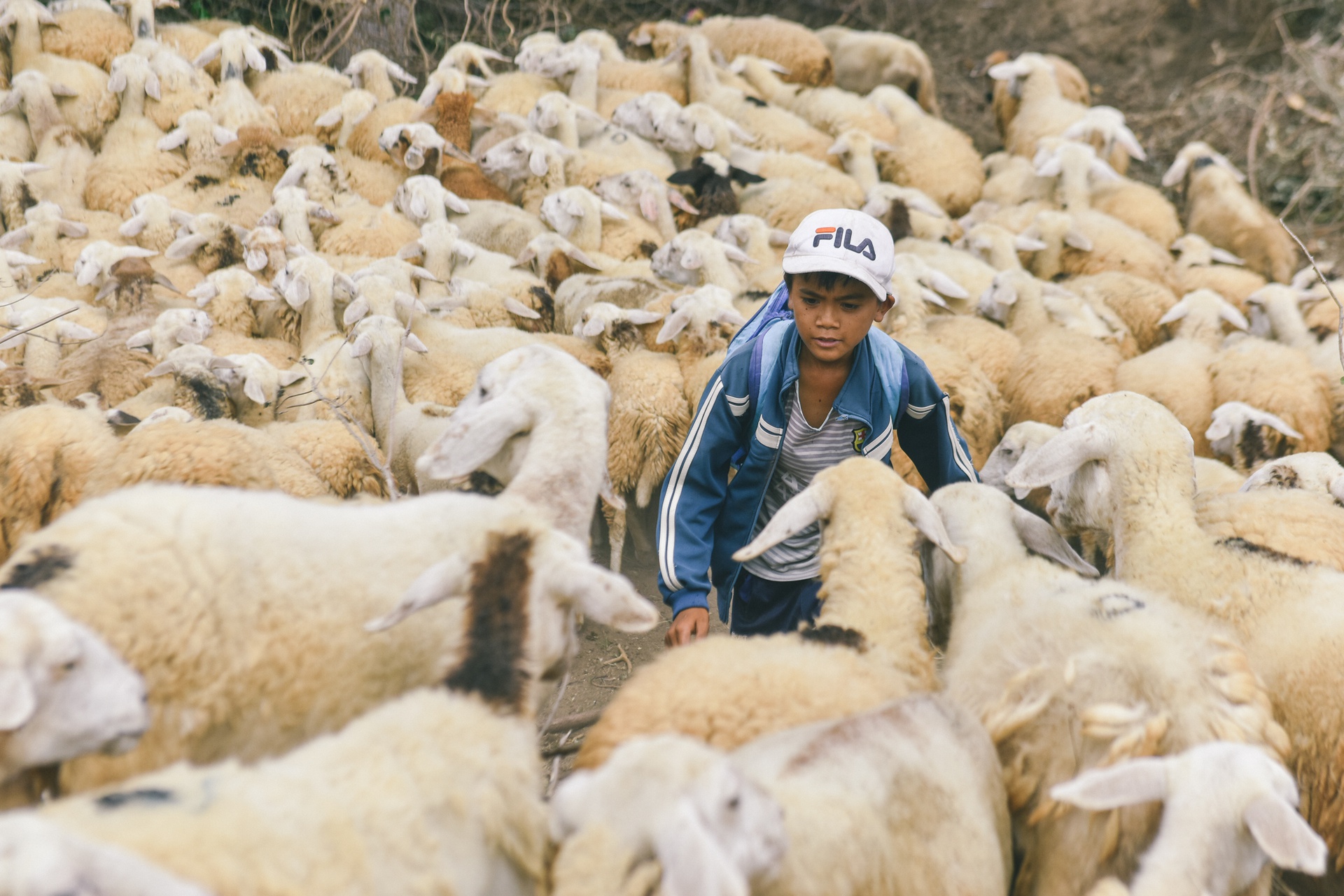 cậu bé đồng bào Raglai đang chăn cừu