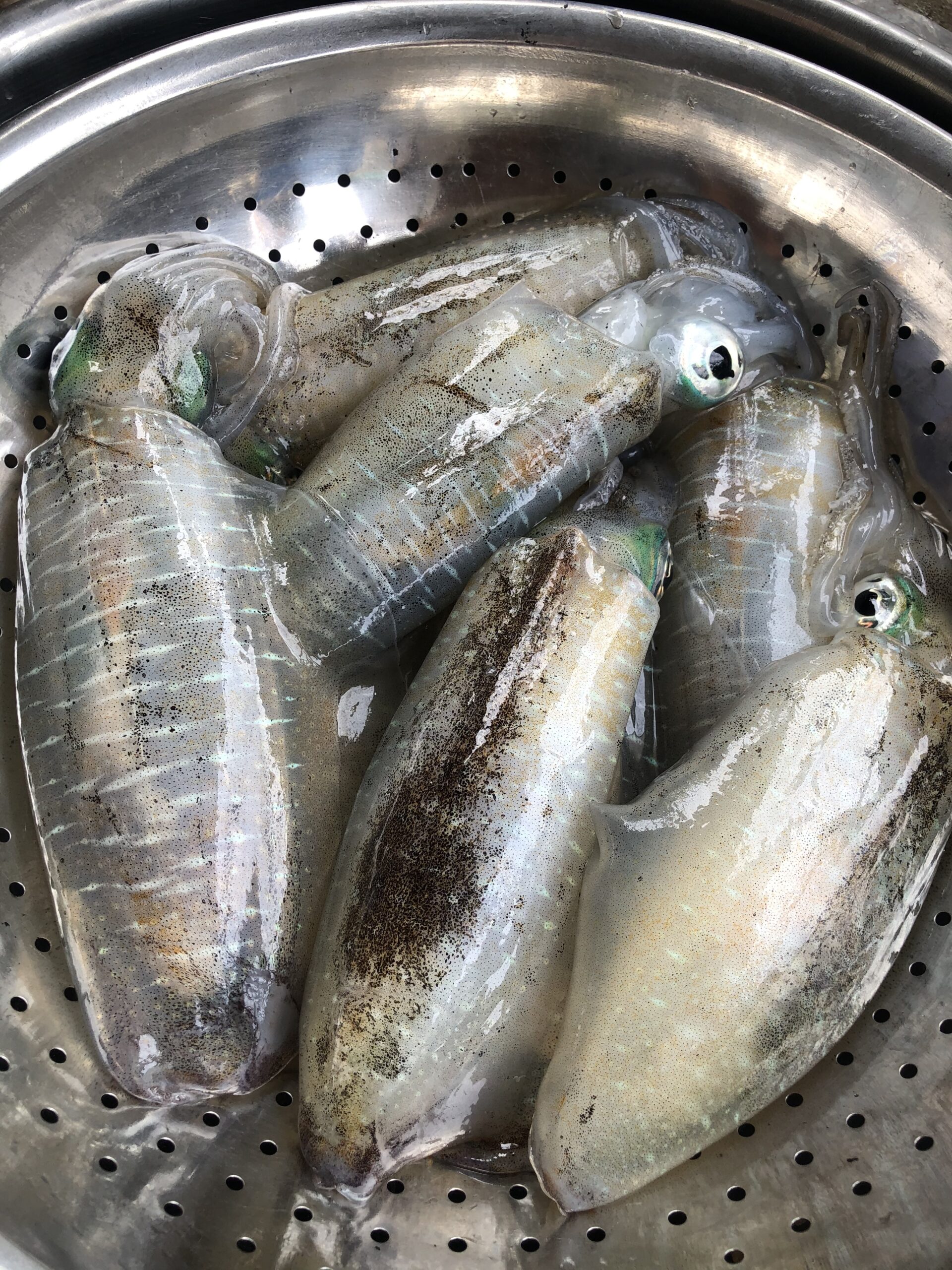 Mực lá mới bắt tại bè nhà em Vinh khi khách mua hải sản ở Ninh Thuận
