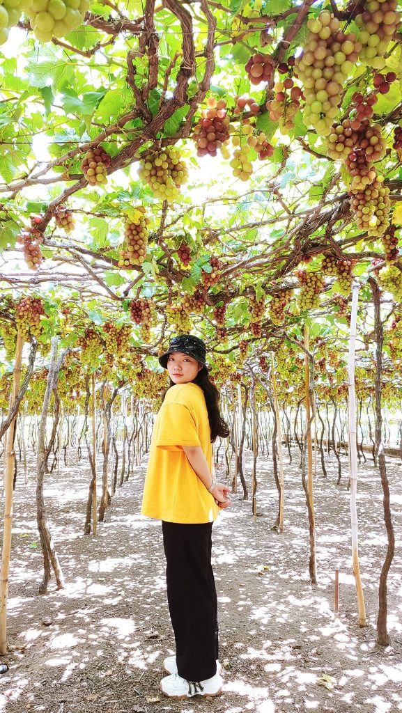 Vườn Nho Thái An