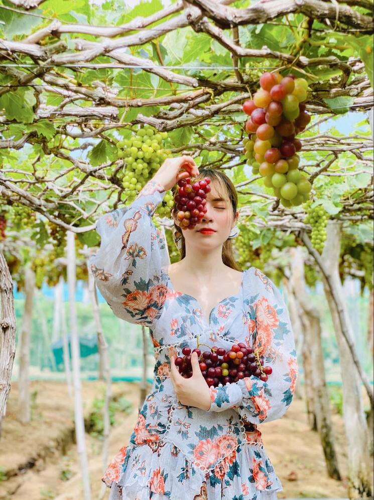 Khám phá vườn nho Thái An tại Ninh Thuận