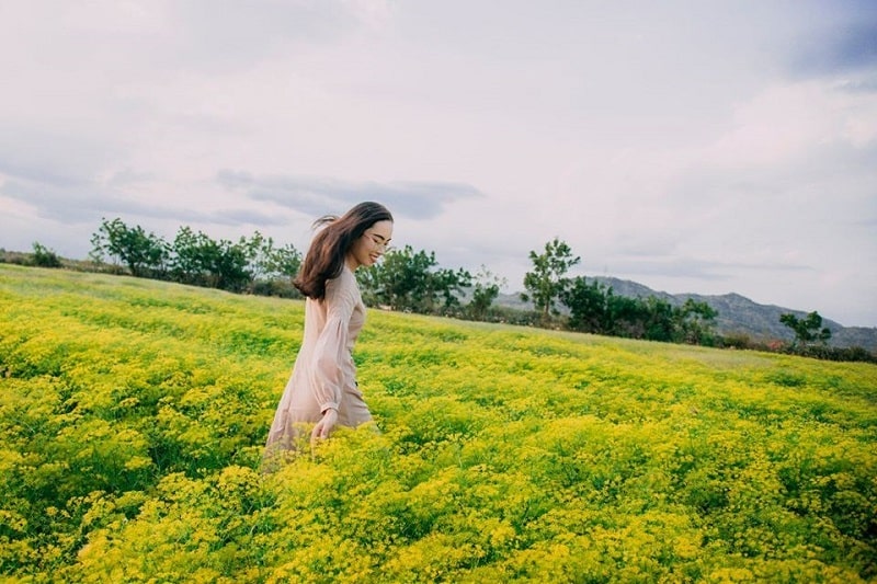 Cánh đồng hoa Thì Là - Biển hoa vàng rực nơi góc trời