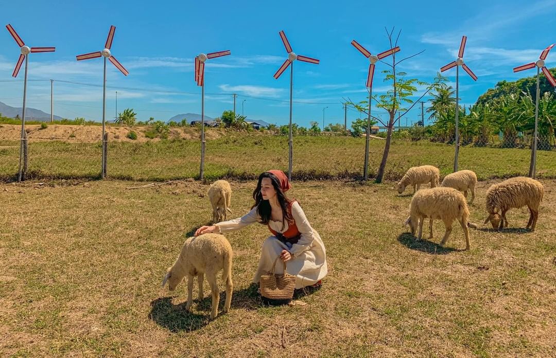 Chụp ảnh cùng những chú cừu dễ thương trên đồng cỏ rộng