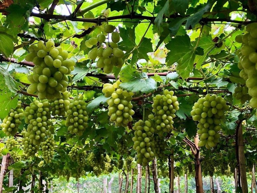 Vườn nho Ninh Thuận sai trĩu quả vào mùa thu hoạch (Ảnh: sưu tầm)