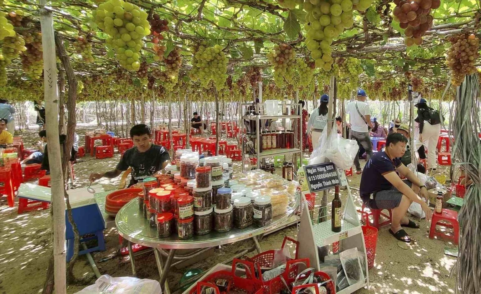 Lưu ý cần nhớ khi đi hái nho tại vườn nho Ninh Thuận (Ảnh: sưu tầm)