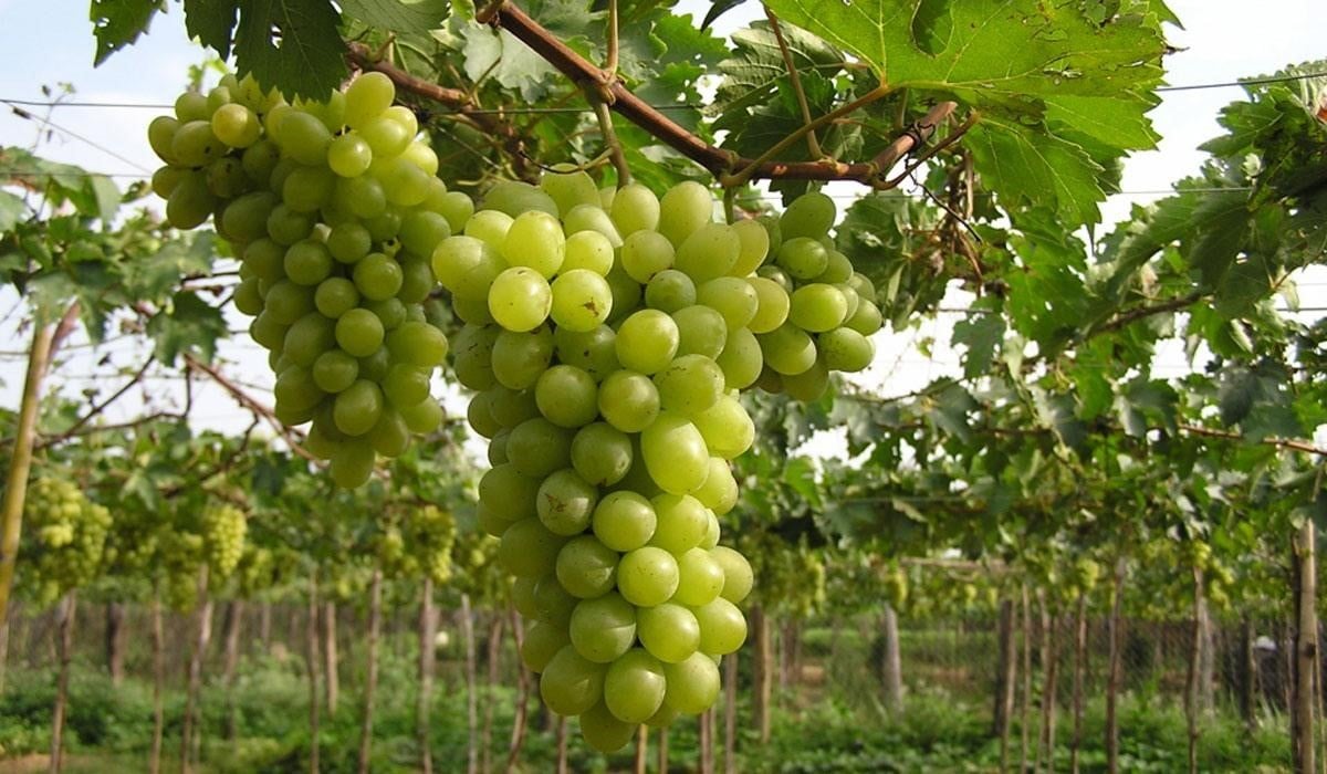 Vườn nho Ninh Thuận sai trĩu quả vào mùa thu hoạch (Ảnh: sưu tầm)