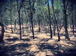 Một trong những trải nghiệm không thể bỏ qua tại Hòn Đỏ là trekking qua rừng Dương