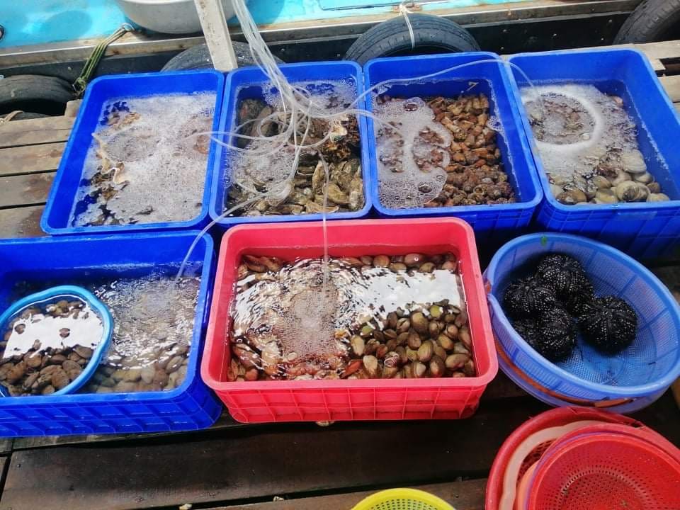 Nhà hàng bè nổi Vĩnh Hy Discovery luôn cung cấp đa dạng các loại hải sản tươi sống để du khách có thể lựa chọn chế biến cho món ăn của mình.