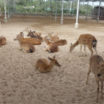 Zoodoo Ninh Thuận.